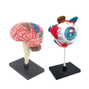 Little Anatomist 4D Build & Learn Science Kits with detailed 32-piece anatomy models for kids ages 8+ STEM education