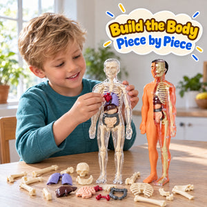 Little Anatomy Learner Set