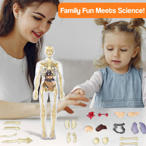 Little Anatomy Learner Set